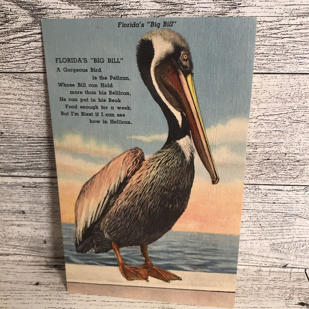 Floridas Bill Bil Pelican Tropic Post Card Vintage Ephemera Memorabilia Souvenir